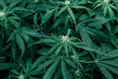 Yeşil sativa arka plan. Kapalı alanda marihuana yetişir. Doğa yeşili bitki. Esrar bitkisi. Esrar yetiştiren cbd thc .