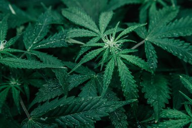 CBC 'de esrar yetiştiriyor. Doğa yeşili bitki. Esrar bitkisi. Kapalı alanda marihuana yetişir. Yeşil sativa arkaplanı.