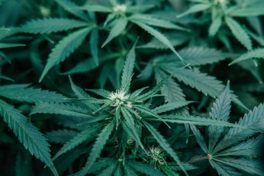 CBC 'yi büyüten sativa. Yeşil kenevir geçmişi. Kapalı alanda marihuana yetişir. Doğa yeşili bitki. Esrar bitkisi.