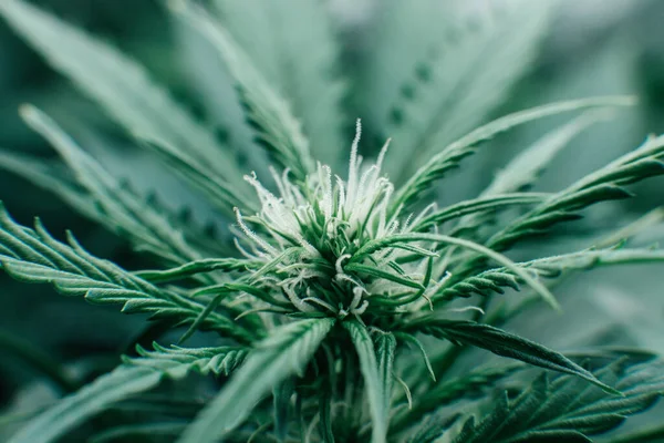 Indoor cannabis grow medical. Nature pot plant. weed green herb. Green sativa background. Growing cbd thc Marijuana .
