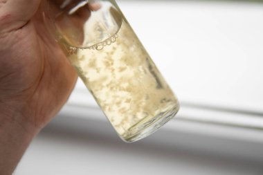 Medicines Psilocybin mushroom. Magic shroom. Psilocybe cubensis. Liquid culture of mycelium. Mushroom cultivation. Psychedelic microdosing.