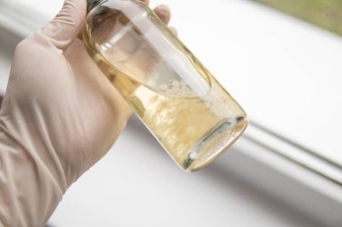 Sıvı miselyum kültürü. Psilosibin mantarı. İlaçlar, mantar ekimi. Sihirli mantar yetiştir. Psilosibe cubensis. Psilosibe cubensis.