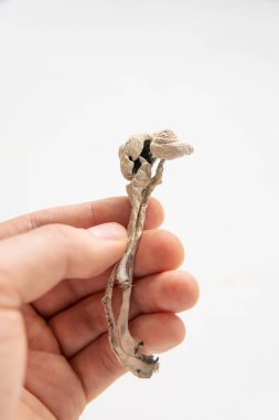 Psilocybin mushroom. Medicines physical Psychedelic microdosing. energy micro dosing Dry Psilocybe cubensis. Magic shroom.
