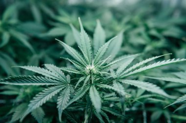 Yeşil sativa arka plan. Ot yeşili bitki. CBC marihuana yetiştiriyorum. Kapalı alandaki kenevirler tıbbi olarak yetişir. Doğa bitkisi..