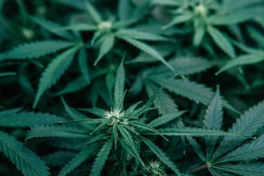 Weed pot plant. sativa growing cbd thc . Green Cannabis background. Indoor Marijuana grow medical. Nature green herb.