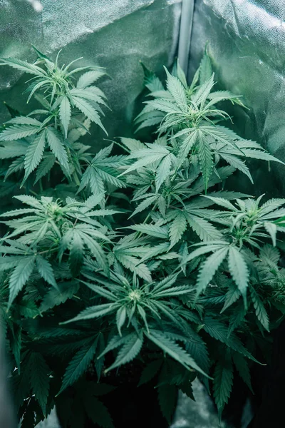 Marijuana green herb. Growing cbd thc weed. cannabis grow medical. Green sativa background. Nature pot plant.