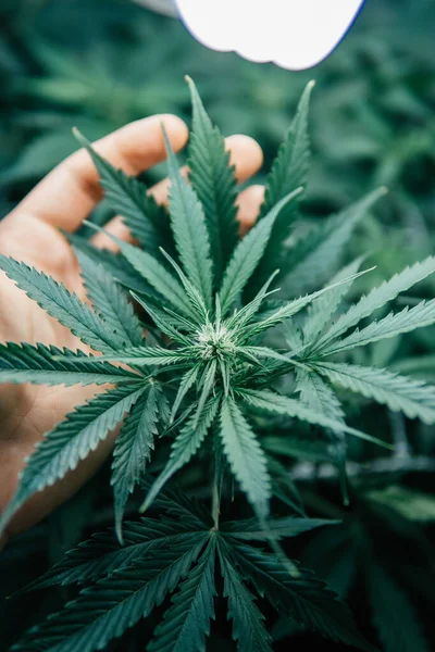 Växer Cdd Thc Marijuana Inomhus Växer Cannabis Medicinskt Naturkrukväxt Ogräs — Stockfoto
