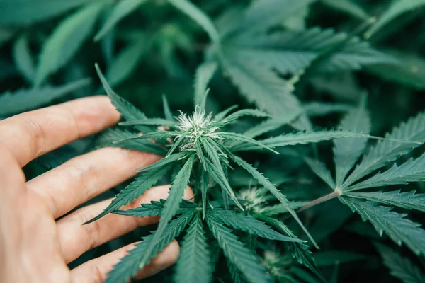 Grön Sativa Bakgrund Naturgrön Ört Inomhus Blir Marijuana Medicinsk Gräs — Stockfoto