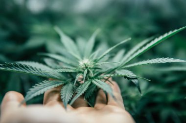 CBC marihuana yetiştiriyorum. Kapalı alandaki kenevirler tıbbi olarak yetişir. Doğal saksı bitkisi. Yeşil sativa arka plan. ot yeşili bitki.