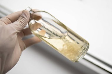 İlaçlar, mantar ekimi. Sıvı miselyum kültürü. Psilosibin mantarı. Sihirli mantar yetiştir. Psilosibe cubensis.