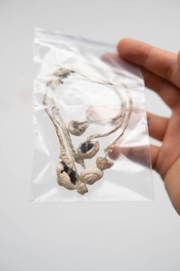 İlaçlar fiziksel. Kuru Psilocybe cubensis. Enerji mikro dozajı. Sihirli mantar. Psikedelik mikrodoz. Psilosibin mantarı yetiştir .