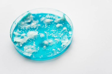 Agar 'da mantar miselyumu. Beyaz arka plan. Reishi mantarı miselyum patates dekstroz agar. Laboratuvar aksesuarları. Petri kabında büyüyen mikoloji. Mantar miselyum petri kabı.