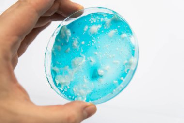 Agar 'da mantar miselyumu. Mantar miselyum petri kabı. Laboratuvar aksesuarları. Reishi mantarı miselyumu patates dekstroz agar üzerinde. Beyaz arka plan. Mikoloji Büyüyor