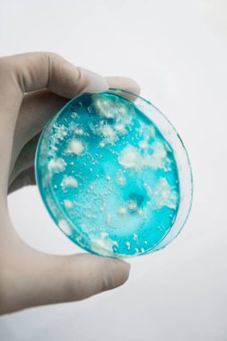 Reishi mantarı miselyumu patates dekstroz agar üzerinde. Agar 'da mantar miselyumu. Mantar miselyum petri kabı. Laboratuvar aksesuarları. Petri kabında büyüyen mitoloji.