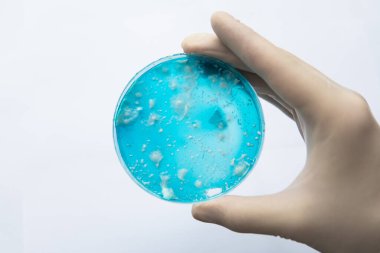 Reishi mantarı miselyumu patates dekstroz agar üzerinde. Agar 'da mantar miselyumu. Beyaz arka plan. Laboratuvar aksesuarları. Mantar miselyum petri kabı. Mikoloji Büyüyor