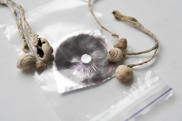 Grow Psilocybin mushroom . Psychedelic microdosing. Dry Psilocybe cubensis. Spore print. Magic shroom . energy micro dosing.