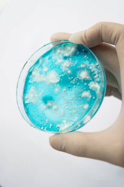 Reishi mantarı miselyumu patates dekstroz agar üzerinde. Agar 'da mantar miselyumu. Petri kabında büyüyen mikoloji. Beyaz arka plan. Mantar miselyum petri kabı. Laboratuvar aksesuarları.