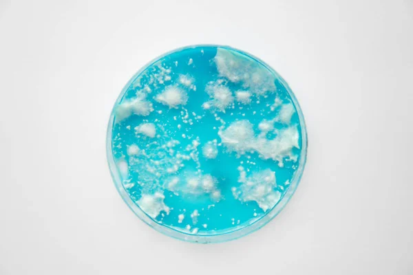 Schimmel Mycelium Petrischaal Witte Achtergrond Paddenstoel Mycelium Agar Reishi Paddestoel — Stockfoto