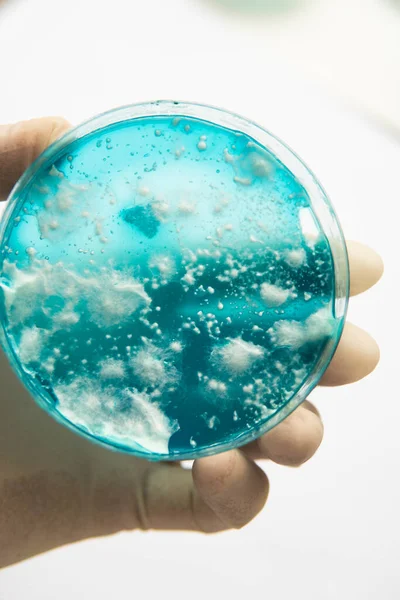 Райші Гриб Mycelium Картопляному Декстрозному Агарі Фальшива Страва Mycelium Petri — стокове фото
