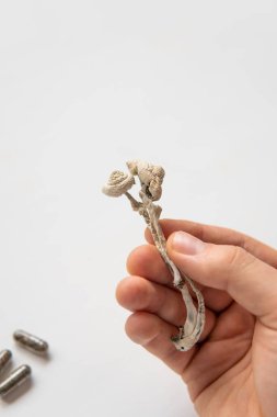 Sihirli mantar. Psilosibin mantarı. Fiziksel enerji mikro dozajında Psychedelic mikrodoz. Dry Psilocybe cubensis.