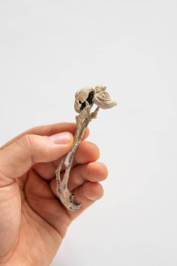 Kuru Psilocybe cubensis. Sihirli mantar. Psilosibin mantarı. İlaçlar fiziksel enerji mikro dozlama Psychedelic mikrodoz.