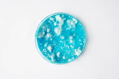 Reishi mantarı miselyumu patates dekstroz agar üzerinde. Petri kabında büyüyen mikoloji. Agar 'da mantar miselyumu. Laboratuvar aksesuarları. Mantar miselyum petri kabı. Beyaz arkaplan.