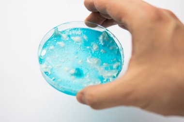 Reishi mantarı miselyumu patates dekstroz agar üzerinde. Petri kabında büyüyen mikoloji. Beyaz arka plan. Agar 'da mantar miselyumu. Mantar miselyum petri kabı. Laboratuvar aksesuarları.