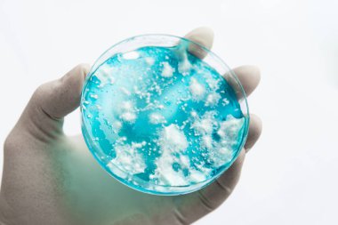 Agar 'da mantar miselyumu. Reishi mantarı miselyumu patates dekstroz agar üzerinde. Petri kabında büyüyen mikoloji. Beyaz arka plan. Mantar miselyum petri kabı. Laboratuvar aksesuarları.
