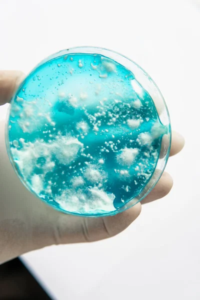 Mycologie Groeien Een Petrischaal Witte Achtergrond Paddenstoel Mycelium Agar Reishi — Stockfoto