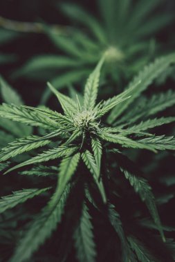 Çiçek açan sativa yetiştir. Ot ekimi. Yeşil arka plan. Marihuana yaprağı. Doğal saksı otu. Kenevir bitkisi. Kenevir yetiştirme.