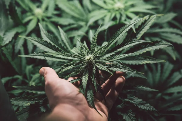 Marijuana Medicinblad Naturgräs Ört Cannabis Växt Grön Bakgrund Hampodling Odla — Stockfoto