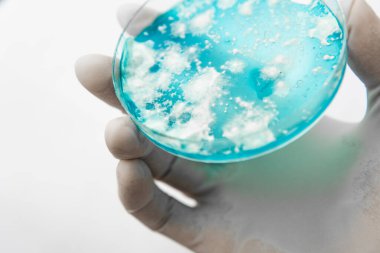 Laboratuvar aksesuarları. Agar 'da mantar miselyumu. Beyaz arka plan. Reishi mantarı miselyumu patates dekstroz agar üzerinde. Mantar miselyum petri kabı. Petri kabında büyüyen mitoloji.