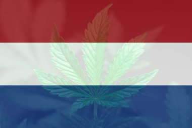 Hollanda 'da esrar yasallaştırma. Hollanda 'da otun minimalizasyonu. Hollanda 'da tıbbi kenevir. Hollanda bayrağında esrar yaprağı.