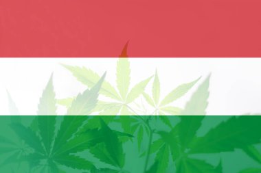 Macaristan bayrağında kenevir marihuana yaprağı. Macaristan 'da esrarın yasallaştırılması. ABD 'de ot arındırma. Macaristan 'da tıbbi esrar.