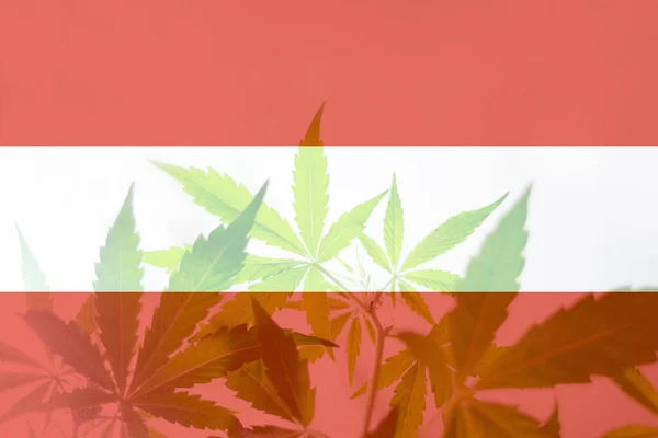 Legalização Cannabis Avstriya Despenalização Ervas Daninhas Avstriya Cannabis Medicinal Avstriya — Fotografia de Stock