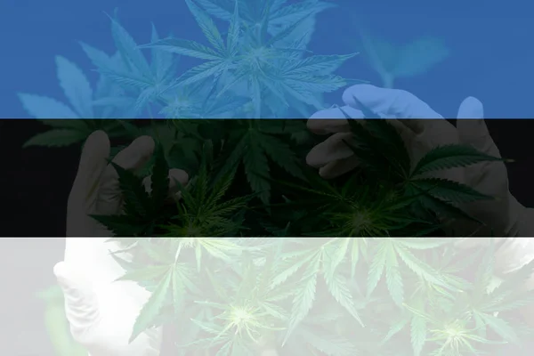 Medicinsk Cannabis Estland Cannabislegalisering Estland Marijuanablad Estlands Flagga Avkriminalisering Ogräs — Stockfoto