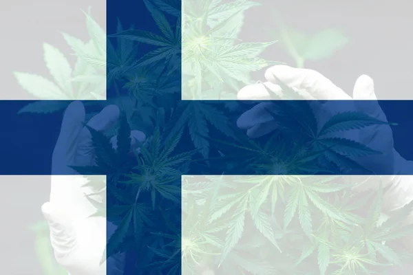 핀란드에서는 칸나비스가 합법화되었다 핀란드에서는 의사들이 마리화나를 핀란드에서는 대마초를 시켰다 핀란드 — 스톡 사진