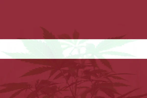 Marijuanablad Lettlands Flagga Cannabislegalisering Lettland Medicinsk Cannabis Lettland Avkriminalisering Ogräs — Stockfoto