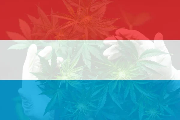 Despenalização Ervas Daninhas Luxemburgo Cannabis Medicinal Luxemburgo Legalização Cannabis Luxemburgo — Fotografia de Stock