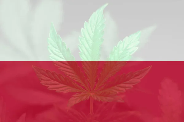 Medicinsk Cannabis Polen Avkriminalisering Ogräs Polen Cannabislegalisering Polen Marijuanablad Polens — Stockfoto