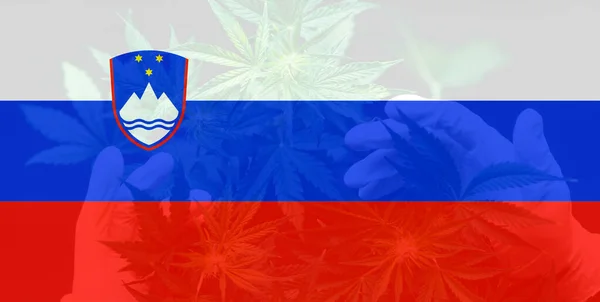 Despenalização Ervas Daninhas Eslovênia Legalização Cannabis Eslovénia Cannabis Medicinal Eslovénia — Fotografia de Stock