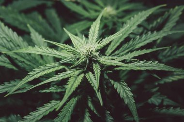 Doğal saksı otu. Marihuana yaprağı. Kenevir bitkisi. Kenevir yetiştiriciliği. Yeşil arka plan. Çiçek açan sativa yetiştir. Ot ekimi.