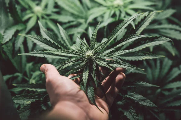 Gräsodling Marijuana Medicinblad Naturgräs Ört Cannabis Växt Grön Bakgrund Hampodling — Stockfoto