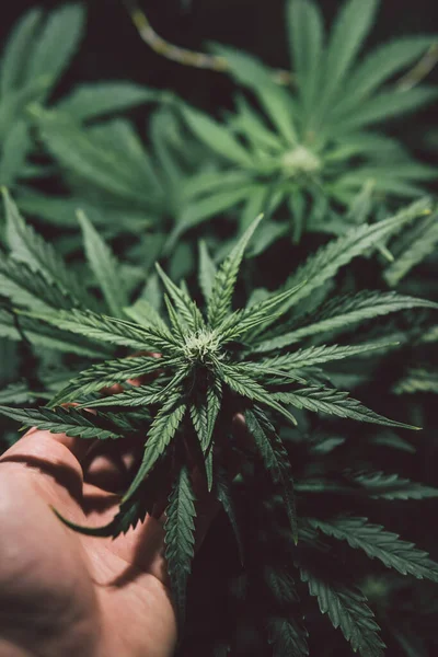 Grön Bakgrund Hampodling Odla Sativa Blommar Gräsodling Marijuana Medicinblad Naturgräs — Stockfoto