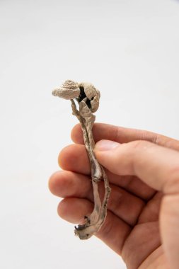 Kuru Psilocybe cubensis. Sihirli mantar. Psilosibin mantarı. Fiziksel Psychedelic mikrodoz ilaçlar. enerji mikro dozlama