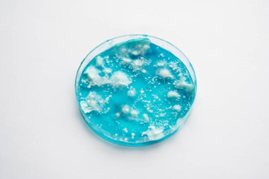 Reishi mantarı miselyumu patates dekstroz agar üzerinde. Petri kabında büyüyen mikoloji. Laboratuvar aksesuarları. Mantar miselyum petri kabı. Agar 'da mantar miselyumu. Beyaz arkaplan.