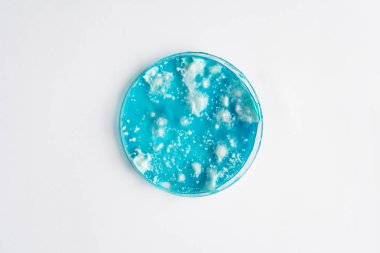 Mantar miselyum petri kabı. Reishi mantarı miselyumu patates dekstroz agar üzerinde. Beyaz arka plan. Petri kabında büyüyen mikoloji. Agar 'da mantar miselyumu. Laboratuvar aksesuarları.