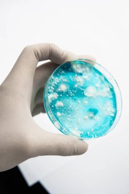 Agar 'da mantar miselyumu. Petri kabında büyüyen mikoloji. Beyaz arka plan. Mantar miselyum petri kabı. Laboratuvar aksesuarları. Reishi mantarı miselyumu patates dekstroz agar.