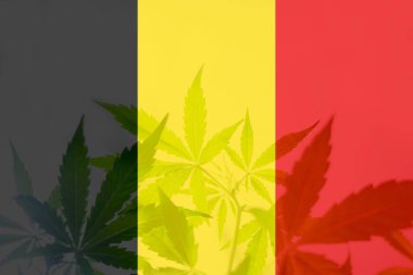 Belçika bayrağında kenevir marihuanası. Belçika 'da ot arındırma. Belçika 'da esrar yasallaştırma. Belçika 'da tıbbi esrar.