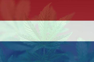 Hollanda bayrağında kenevir marihuana yaprağı. Hollanda 'da esrar yasallaştırma. Hollanda 'da otun minimalizasyonu. Hollanda 'da tıbbi esrar.